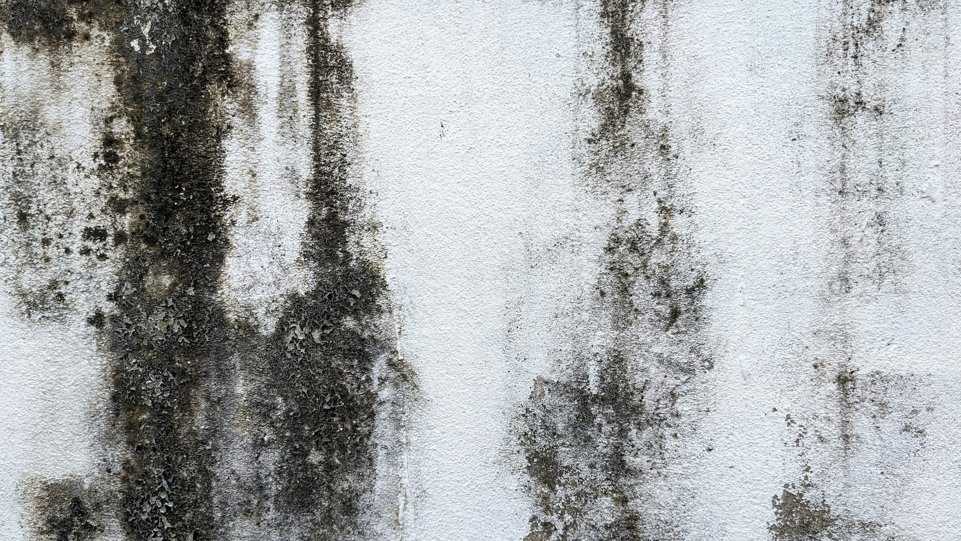 Black mould streaks on a white painted wall